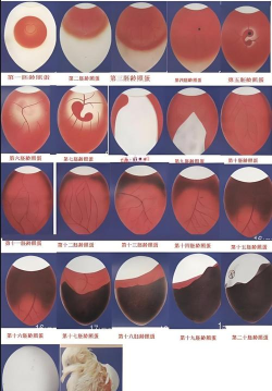 鸡蛋怎么孵 鸡蛋怎么孵