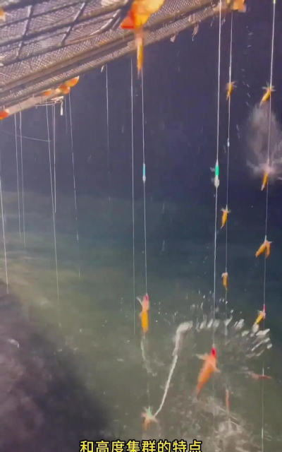 怎么钓鱿鱼 怎么钓鱿鱼