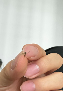 怎么抓蚊子 怎么抓蚊子