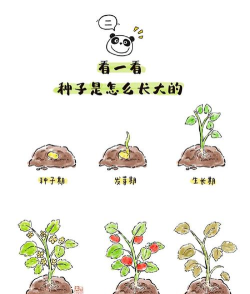 怎么找种子 怎么找种子