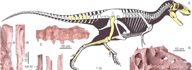 暴龙怎么样 暴龙怎么样