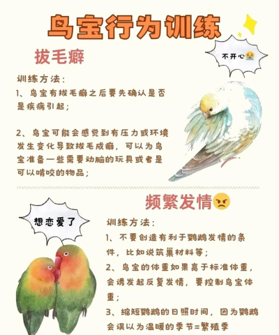 怎么训鹦鹉 怎么训鹦鹉