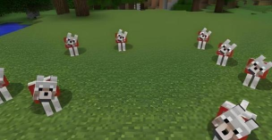 怎么驯服狼 怎么驯服狼