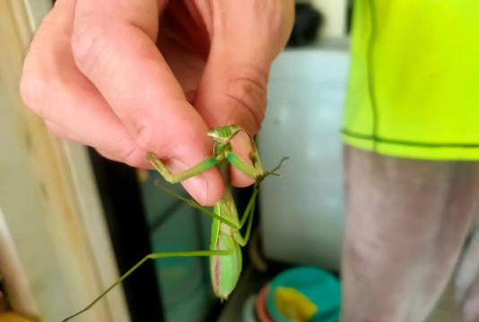 螳螂怎么抓 螳螂怎么抓