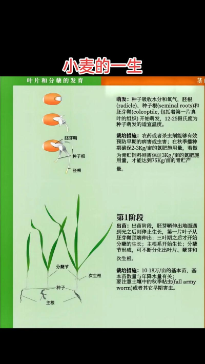 麦子怎么种 麦子怎么种