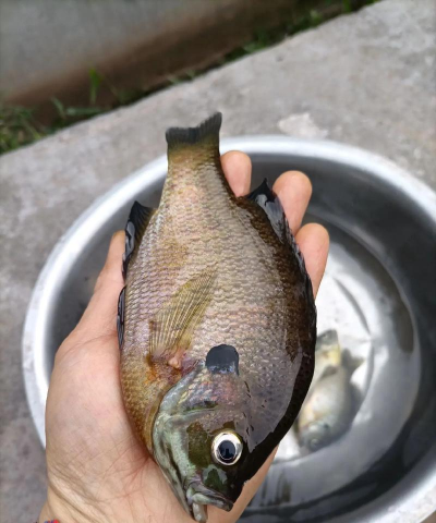 太阳鱼怎么钓 太阳鱼怎么钓