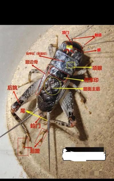 怎么抓蟋蟀 怎么抓蟋蟀