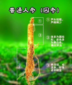 人参怎么买 人参怎么买