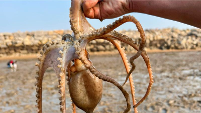 怎么抓八爪鱼 怎么抓八爪鱼