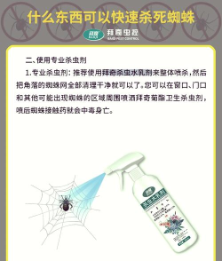 怎么杀蜘蛛 怎么杀蜘蛛