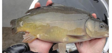 裸鲤怎么钓 裸鲤怎么钓