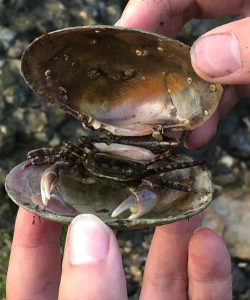 怎么抓河蟹 怎么抓河蟹