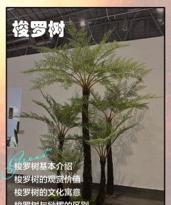 梭梭树怎么读,正确发音解析,常见误读纠正 梭梭树怎么读,正确发音解析,常见误读纠正