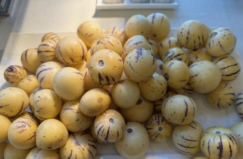 怎么点化超级人参果,掌握核心技巧,轻松提升果实品质 怎么点化超级人参果,掌握核心技巧,轻松提升果实品质