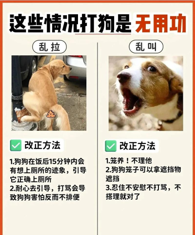 如何打狗,制止攻击行为,保护自身安全 如何打狗,制止攻击行为,保护自身安全