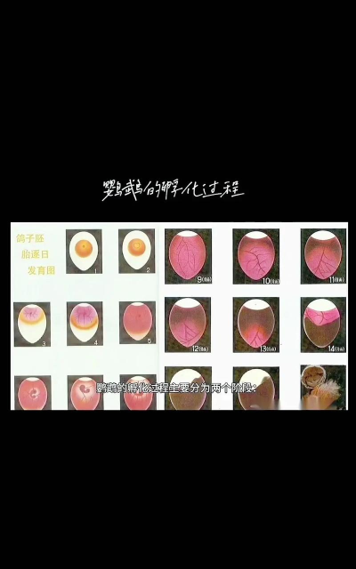 如何孵化鸟蛋,掌握关键步骤,成功孵化健康小鸟 如何孵化鸟蛋,掌握关键步骤,成功孵化健康小鸟