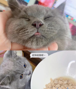如何做猫粮,自制营养猫饭,猫咪健康饮食指南 如何做猫粮,自制营养猫饭,猫咪健康饮食指南