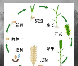 如何种植小麦,掌握关键步骤,实现高产丰收 如何种植小麦,掌握关键步骤,实现高产丰收