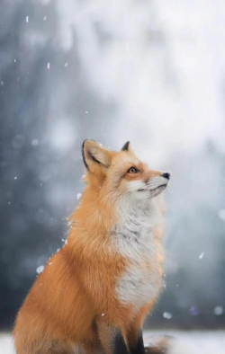 狐狸,聪明机敏的动物,野外生存的智慧 狐狸,聪明机敏的动物,野外生存的智慧