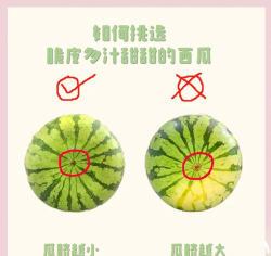 西瓜,怎么挑选才甜,怎么保存才新鲜 西瓜,怎么挑选才甜,怎么保存才新鲜