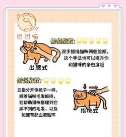 怎么和猫玩,掌握互动技巧,增进人猫感情 怎么和猫玩,掌握互动技巧,增进人猫感情