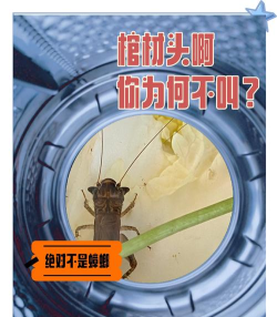 蛐蛐怎么抓,掌握技巧轻松上手,享受捕捉乐趣 蛐蛐怎么抓,掌握技巧轻松上手,享受捕捉乐趣
