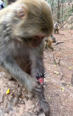 怎么打猴子,避免被反击,保护自己安全 怎么打猴子,避免被反击,保护自己安全