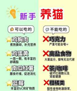 如何繁殖猫,了解基本流程,避免常见误区 如何繁殖猫,了解基本流程,避免常见误区